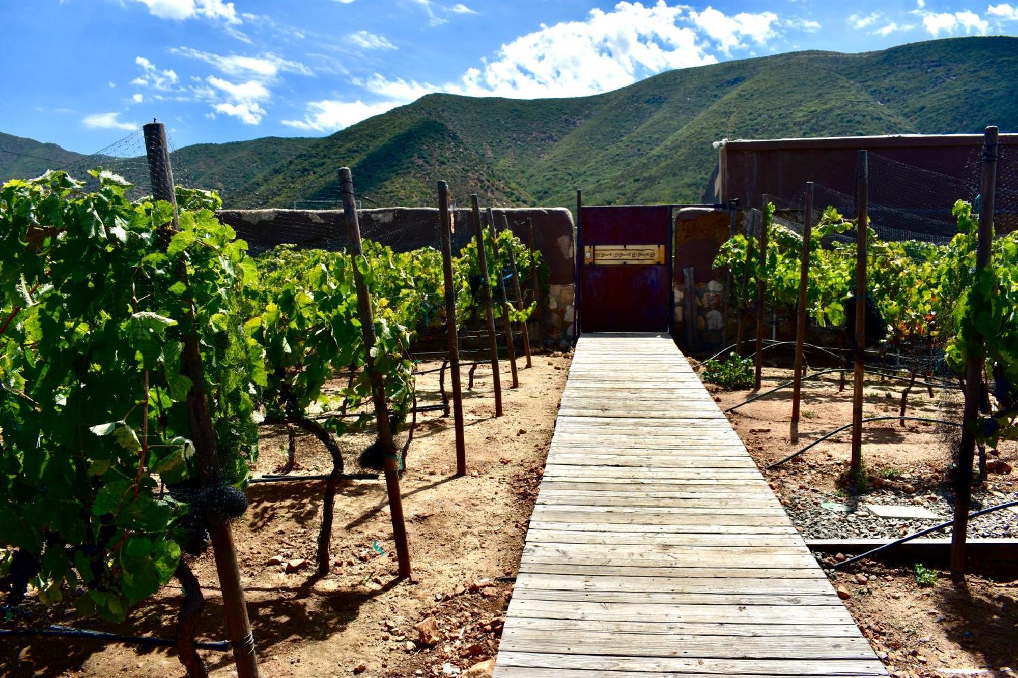 Uvauva Eco-Retreat Bed & Breakfast Valle de Guadalupe Exterior photo